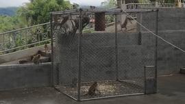 Kegiatan Relokasi Monyet dari Taman Panorama Lobang Jepang Bukittinggi bersama BKSDA Sumatera Bar...
