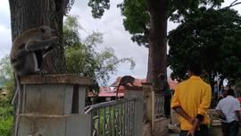 Kegiatan Relokasi Monyet dari Taman Panorama Lobang Jepang Bukittinggi bersama BKSDA Sumatera Bar...
