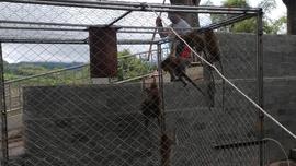Kegiatan Relokasi Monyet dari Taman Panorama Lobang Jepang Bukittinggi bersama BKSDA Sumatera Bar...