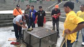 Kegiatan Relokasi Monyet dari Taman Panorama Lobang Jepang Bukittinggi bersama BKSDA Sumatera Bar...