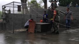 Kegiatan Relokasi Monyet dari Taman Panorama Lobang Jepang Bukittinggi bersama BKSDA Sumatera Bar...