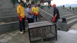 Kegiatan Relokasi Monyet dari Taman Panorama Lobang Jepang Bukittinggi bersama BKSDA Sumatera Bar...
