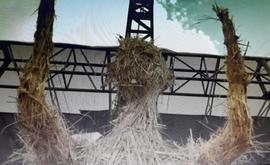 Foto Festival Silek Tradisional