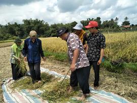 Merontokan Padi secara manual