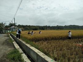 Lokasi Pengambilan Ubinan Padi